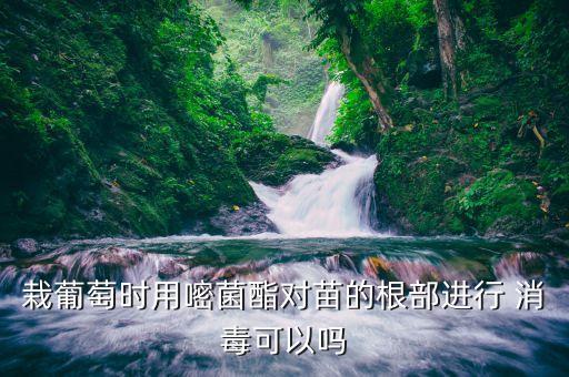 栽葡萄時用嘧菌酯對苗的根部進行 消毒可以嗎