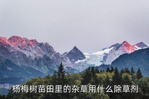  楊梅樹苗田里的雜草用什么除草劑