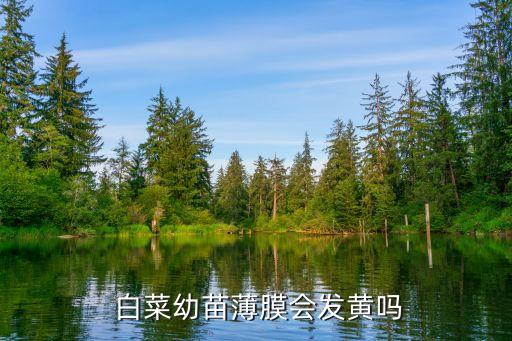 圓白菜出現(xiàn)黃葉噴什么農(nóng)藥
