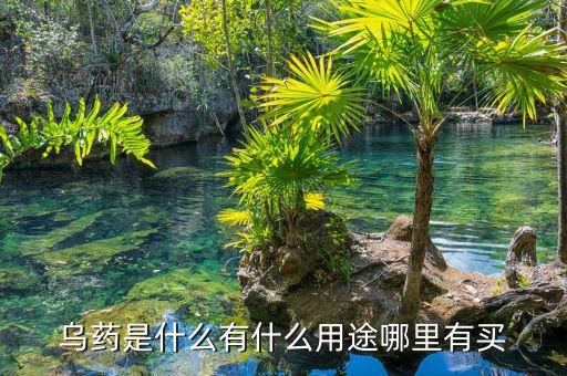 烏藥是什么有什么用途哪里有買