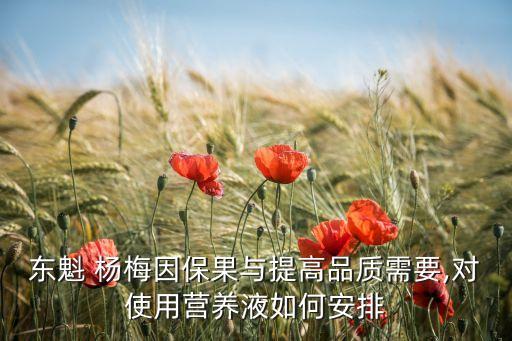 東魁 楊梅因保果與提高品質需要,對使用營養液如何安排