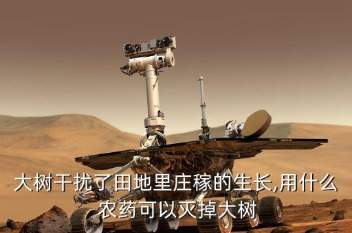 大樹干擾了田地里莊稼的生長,用什么 農(nóng)藥可以滅掉大樹