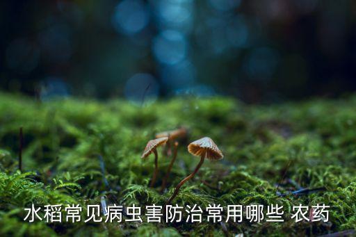 水稻常見病蟲害防治常用哪些 農藥