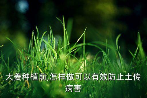 大姜種植前,怎樣做可以有效防止土傳病害