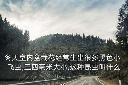 花卉小飛蟲用什么農藥,殺小飛蟲用什么農藥
