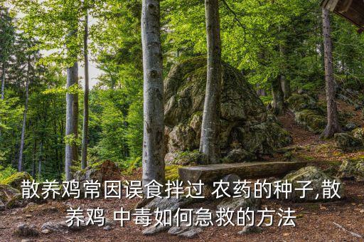 散養(yǎng)雞常因誤食拌過(guò) 農(nóng)藥的種子,散養(yǎng)雞 中毒如何急救的方法
