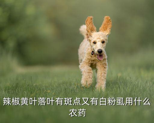 老虎姜黃葉打什么農藥