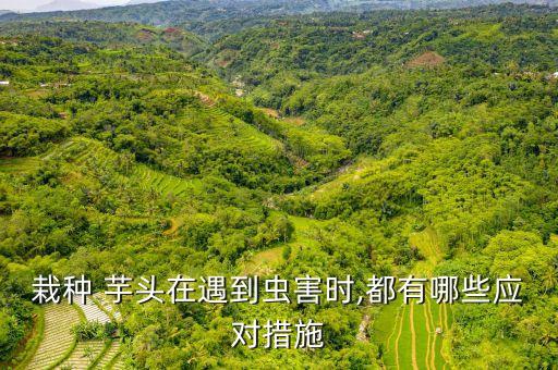 栽種 芋頭在遇到蟲害時,都有哪些應對措施