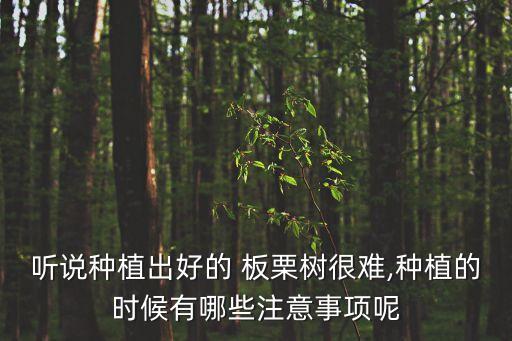 聽說種植出好的 板栗樹很難,種植的時(shí)候有哪些注意事項(xiàng)呢