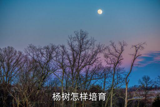 楊樹怎樣培育