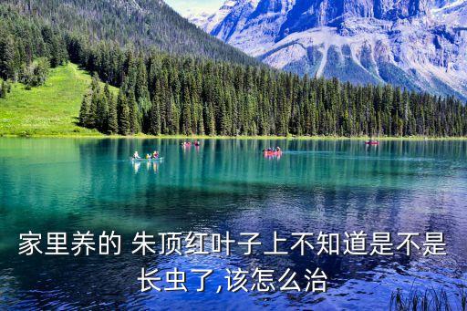家里養(yǎng)的 朱頂紅葉子上不知道是不是長(zhǎng)蟲(chóng)了,該怎么治
