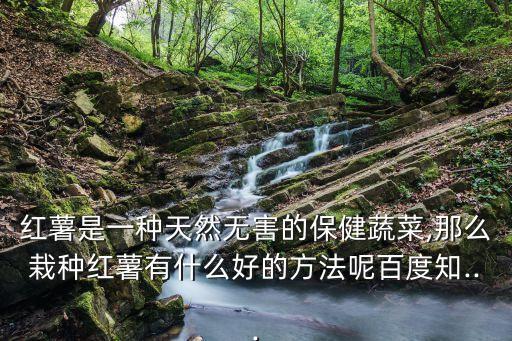 紅薯是一種天然無害的保健蔬菜,那么栽種紅薯有什么好的方法呢百度知...