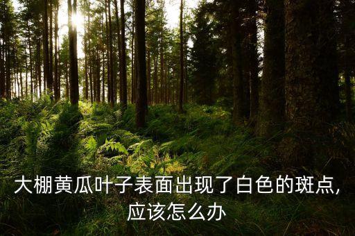 冬青白斑病用什么農藥,什么農藥可以殺死冬青