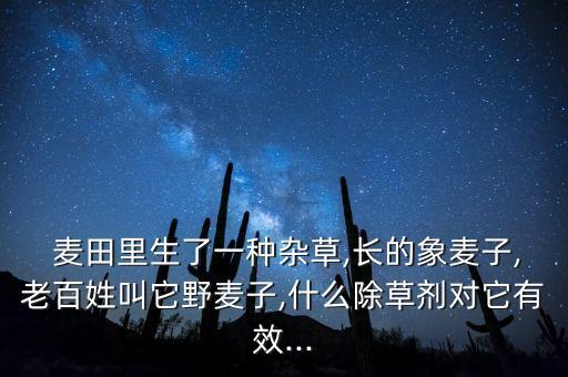 麥田禾草用什么農(nóng)藥