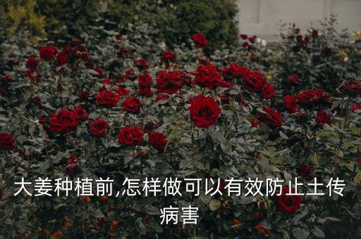 大姜種植前,怎樣做可以有效防止土傳病害
