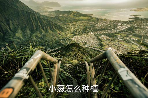 小蔥怎么種植