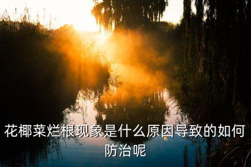 花菜爛骨用什么農(nóng)藥,爛花菜什么意思
