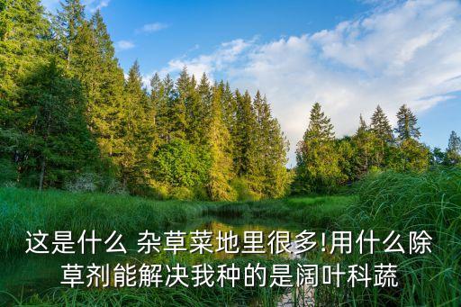 這是什么 雜草菜地里很多!用什么除草劑能解決我種的是闊葉科蔬