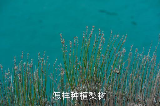 怎樣種植梨樹