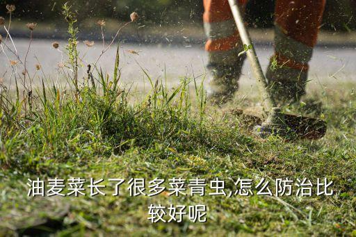 油麥菜什么時候打農藥,四季油麥菜什么時候種植最好