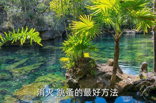 消滅 跳蚤的最好方法