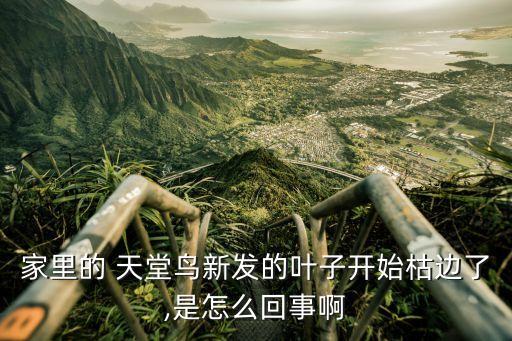 家里的 天堂鳥新發的葉子開始枯邊了,是怎么回事啊
