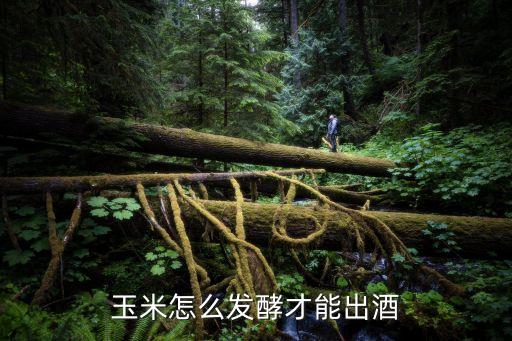 玉米怎么發酵才能出酒