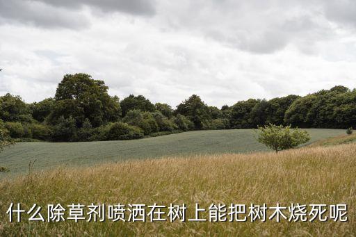 什么除草劑噴灑在樹上能把樹木燒死呢