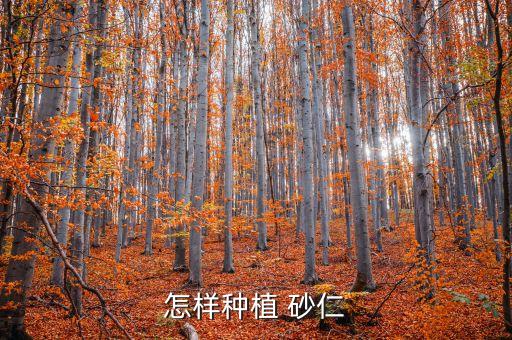 怎樣種植 砂仁