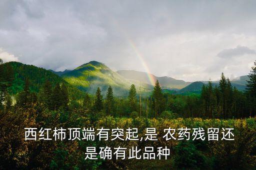  西紅柿頂端有突起,是 農(nóng)藥殘留還是確有此品種