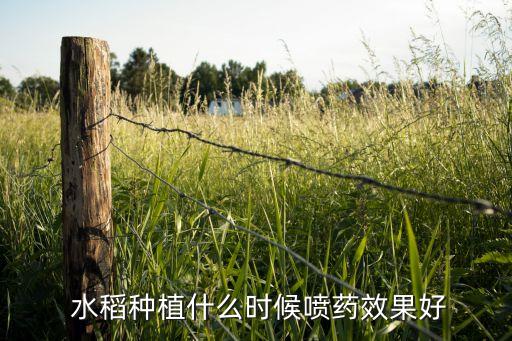  水稻種植什么時(shí)候噴藥效果好