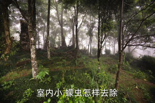 殺蠓蟲用什么農藥,蠓蟲用什么殺最有效