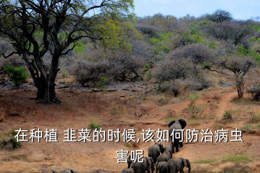 在種植 韭菜的時候,該如何防治病蟲害呢