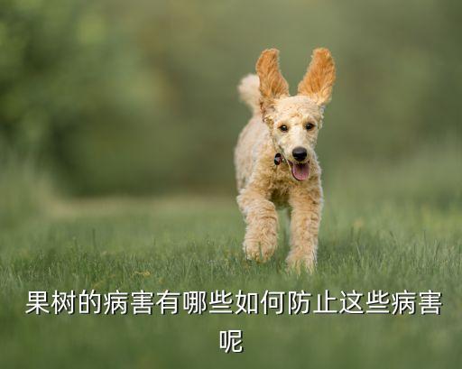  果樹的病害有哪些如何防止這些病害呢