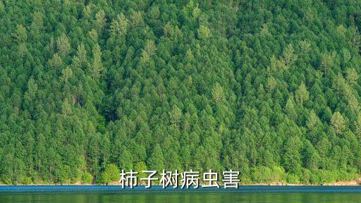 柿子樹病蟲害
