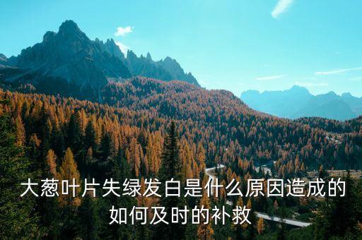  大蔥葉片失綠發白是什么原因造成的如何及時的補救