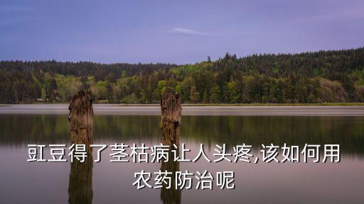  豇豆得了莖枯病讓人頭疼,該如何用 農(nóng)藥防治呢