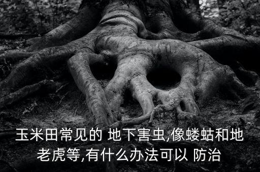 什么農(nóng)藥專殺地下蟲(chóng)害防治