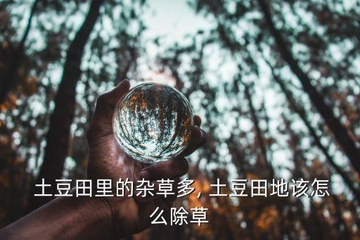  土豆田里的雜草多, 土豆田地該怎么除草