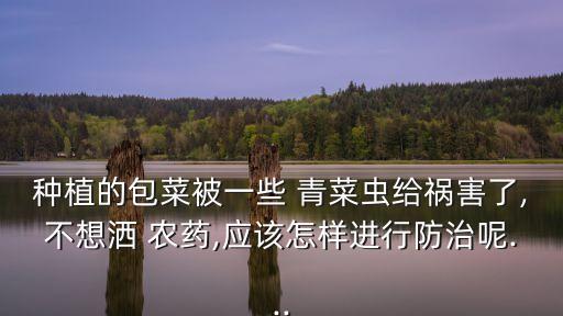 青菜不打農藥用什么打,什么青菜農藥比較少