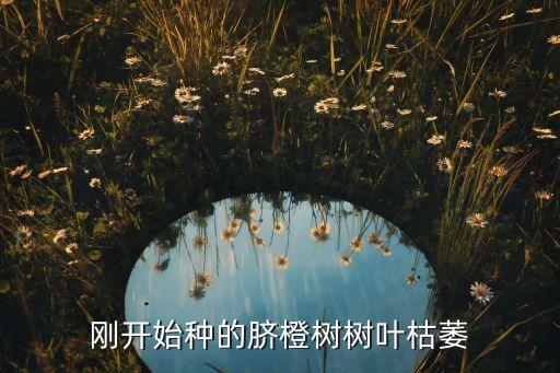 剛種的臍橙打什么農藥