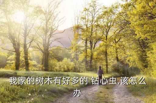 國槐鉆心蟲用什么農(nóng)藥