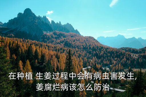 在種植 生姜過程中會有病蟲害發生,姜腐爛病該怎么防治
