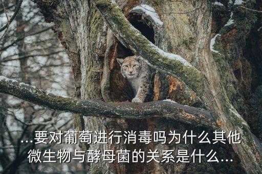 ...要對葡萄進行消毒嗎為什么其他微生物與酵母菌的關系是什么...