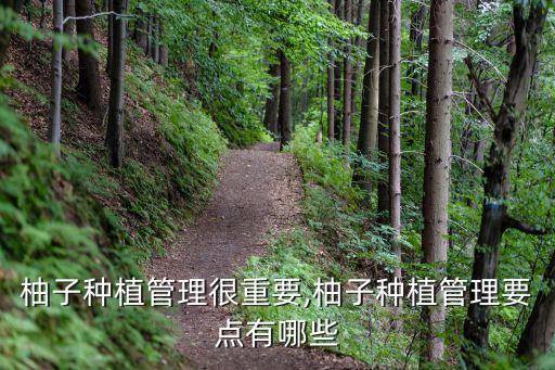 柚子種植管理很重要,柚子種植管理要點有哪些