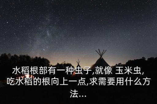 水稻根部有一種蟲子,就像 玉米蟲,吃水稻的根向上一點,求需要用什么方法...