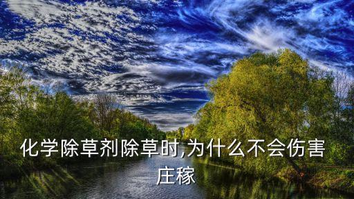 化學除草劑除草時,為什么不會傷害 莊稼