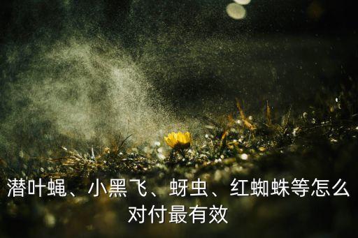 潛葉蠅、小黑飛、蚜蟲、紅蜘蛛等怎么對付最有效