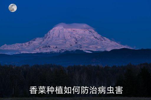  香菜種植如何防治病蟲害