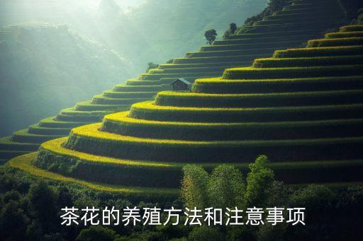  茶花的養(yǎng)殖方法和注意事項